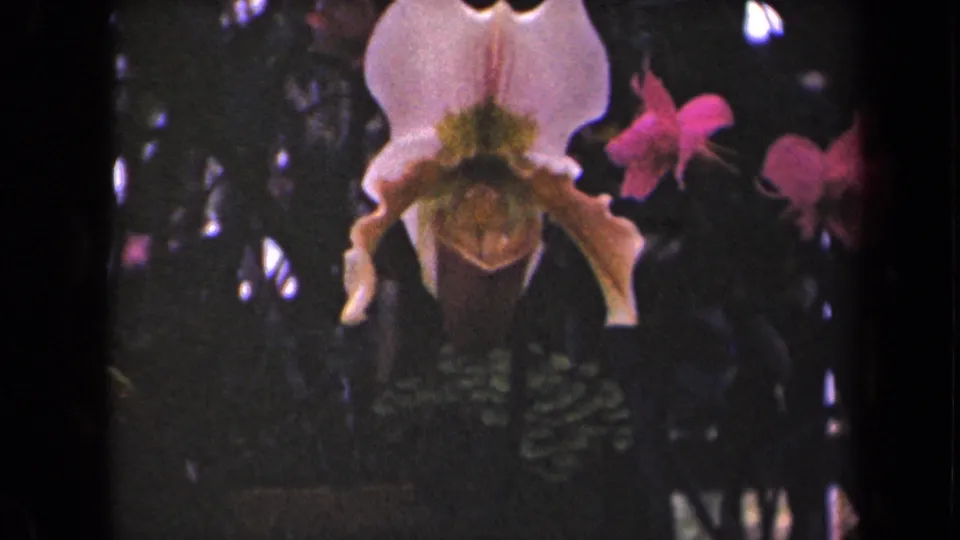 Centered pale orchid with pink flowers and dense tropical foliage in archival Kauai 8mm footage.