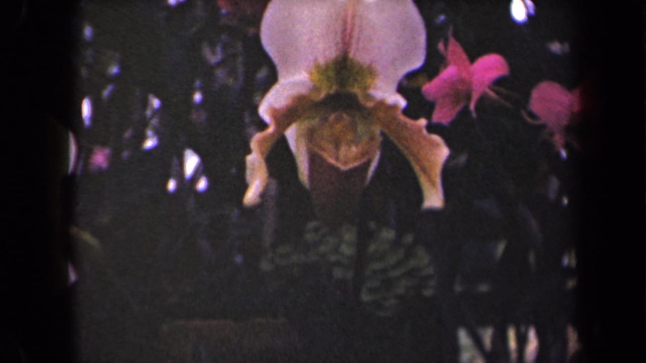 1944 Hawaii 8mm frame showing a soft close-up of a pink and white orchid with dark leaves and small magenta flowers behind it.