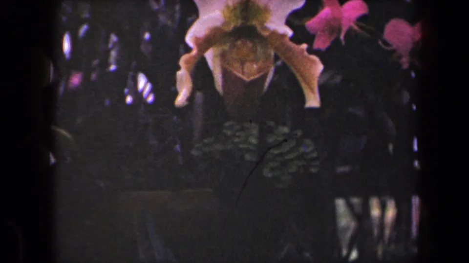 1944 Hawaii home-movie frame with the orchid partly cropped near the top and shadowed foliage filling the background.