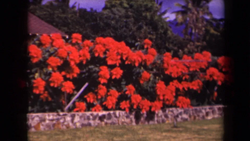 1944 Kauai garden view with red poinsettias along a low stone wall, backed by dense greenery, palm trees, lawn, and blue sky.