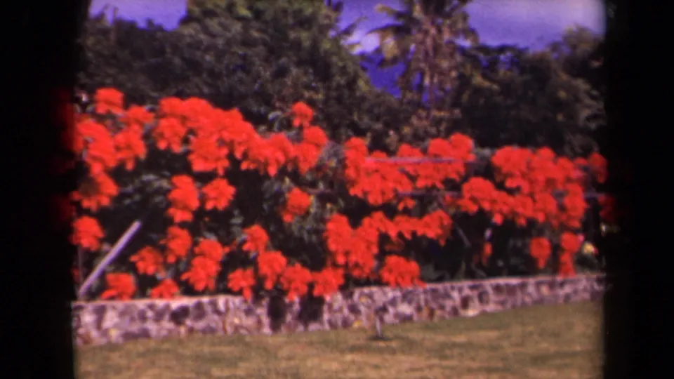 Kauai 8mm garden shot showing vivid red poinsettias, a stone wall, tropical foliage, palm trees, and a small area of lawn.