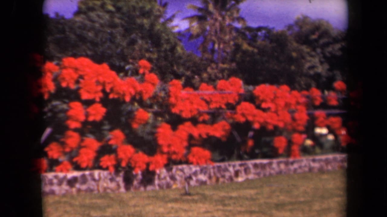 Red flowering shrubs behind a low stone wall with palm trees and blue-purple sky.