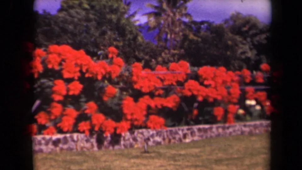 1944 Kauai 8mm frame showing red flowering shrubs, a low stone wall, grass, palms, and dense tropical foliage.