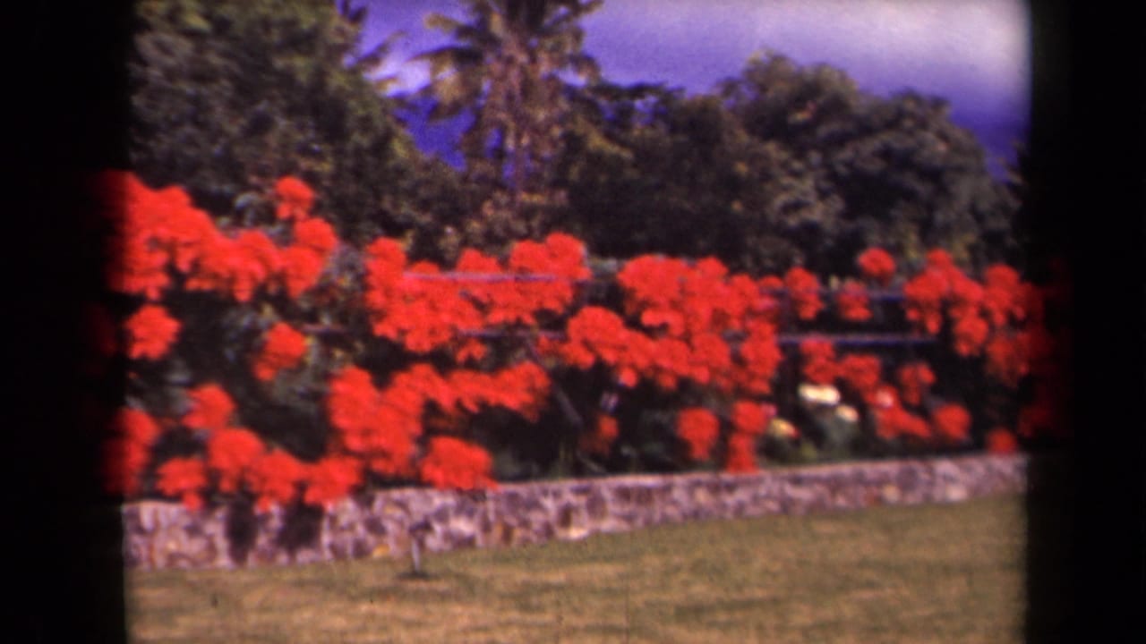 Red flower hedge, stone wall, palm trees, and tropical foliage under a vivid sky.
