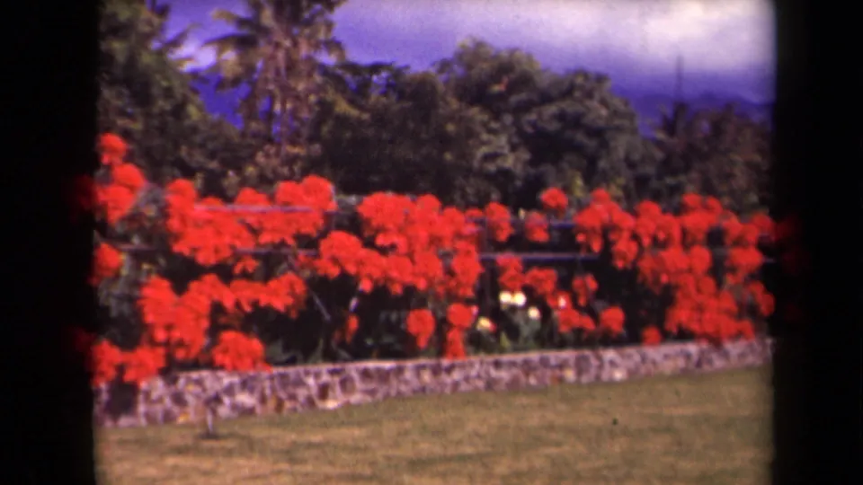 1944 Kauai 8mm frame showing a red flower border, stone wall, lawn, palms, foliage, and hazy hills.