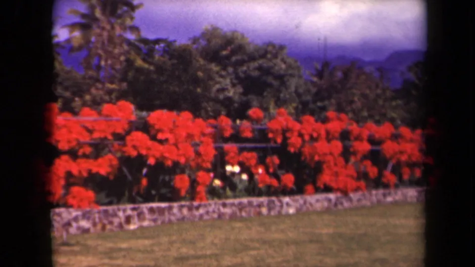 1944 Kauai home-movie frame of red flowering shrubs behind a low stone wall with palms and aged blue-purple sky.
