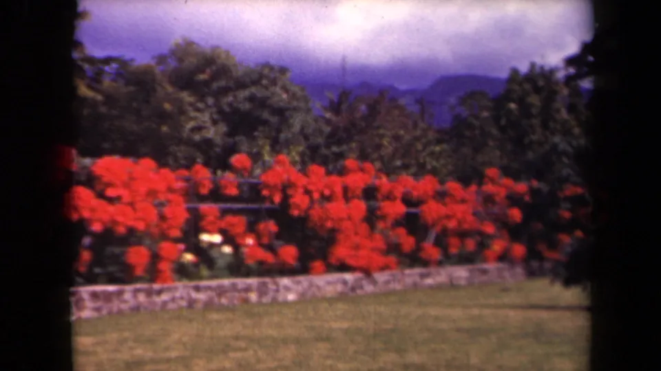 Color 8mm view of a Kauai garden, with red flowering shrubs stretching along a stone wall and mountains under a cloudy sky.