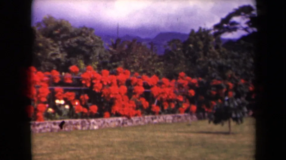 1940s Kauai garden view with red flowering plants, a low stone wall, open grass, a small tree, and hazy mountains behind foliage.