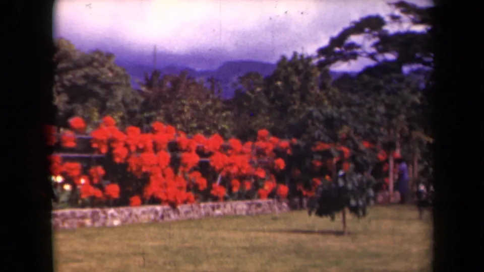 Kauai home-movie frame from 1944 showing red flowering shrubs beside a stone wall, lawn, trees, and distant mountains.