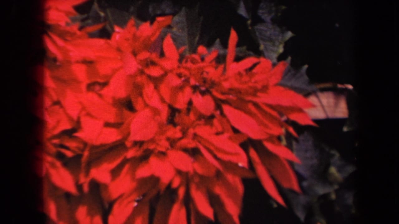 Close 1944 Kauai garden frame with saturated red blossoms, dark foliage, and a partial lamp or fixture at the right edge.