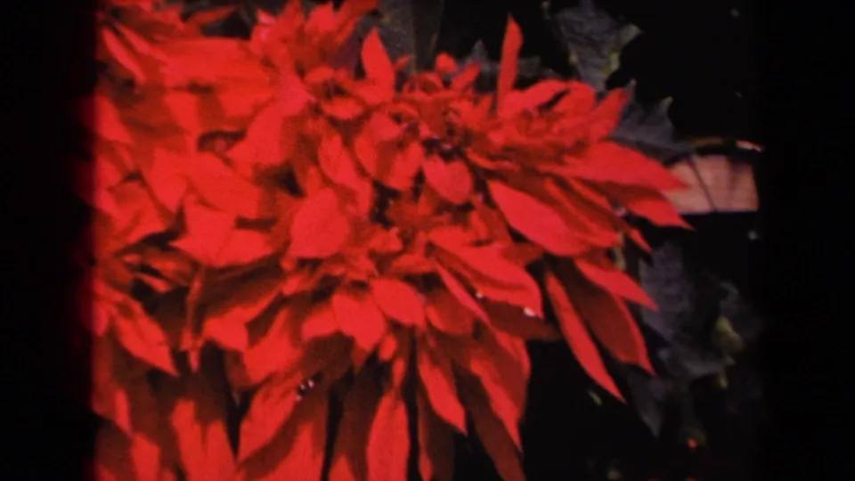 1944 Kauai home-movie close-up of red poinsettia-like blossoms filling the frame, backed by dark leaves and a partial side fixture.