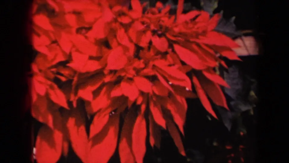 Late-frame 1944 Kauai close-up with red tropical garden flowers dominating the view and dark foliage behind them.