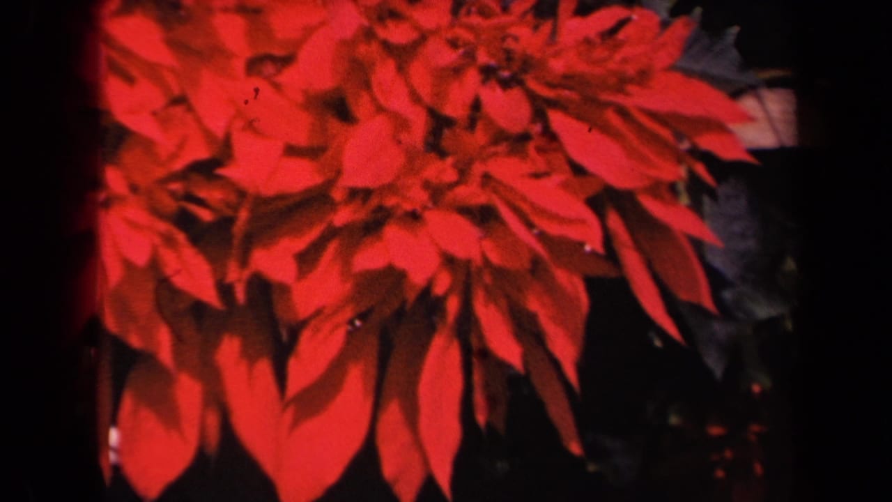 1944 Kauai 8mm frame showing red poinsettia bracts in soft focus with dark leaves and black film edges.