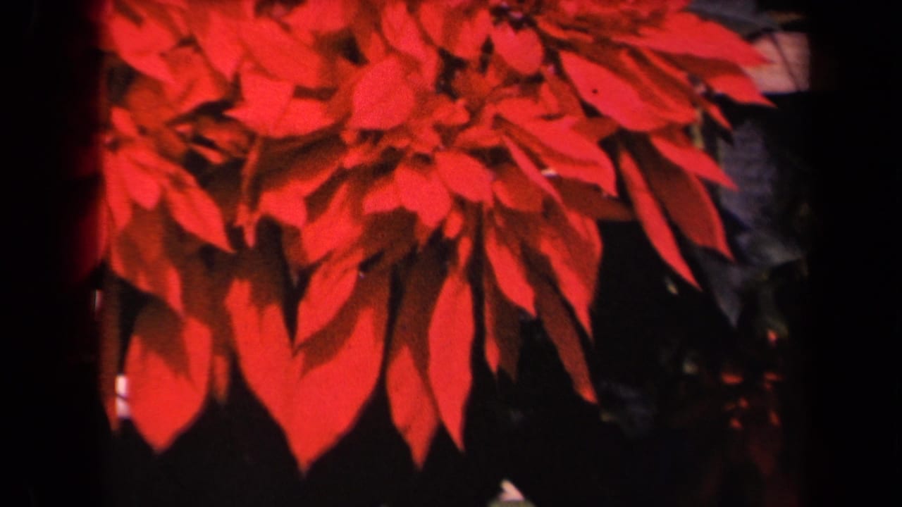 1944 Kauai home-movie frame of red poinsettia bracts and leaves, softly focused with saturated 8mm color.