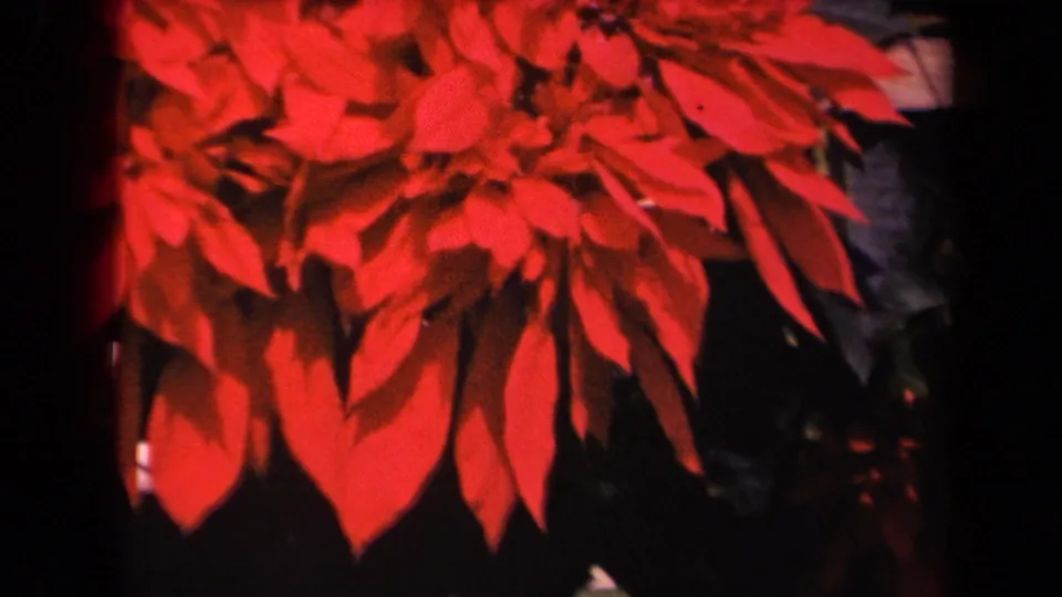 1944 Kauai home-movie frame of red poinsettia bracts and leaves, softly focused with saturated 8mm color.