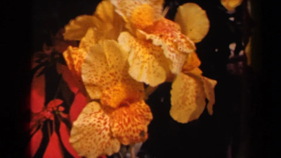 1944 Kauai 8mm frame showing yellow spotted flowers in close-up with red leaves behind them.