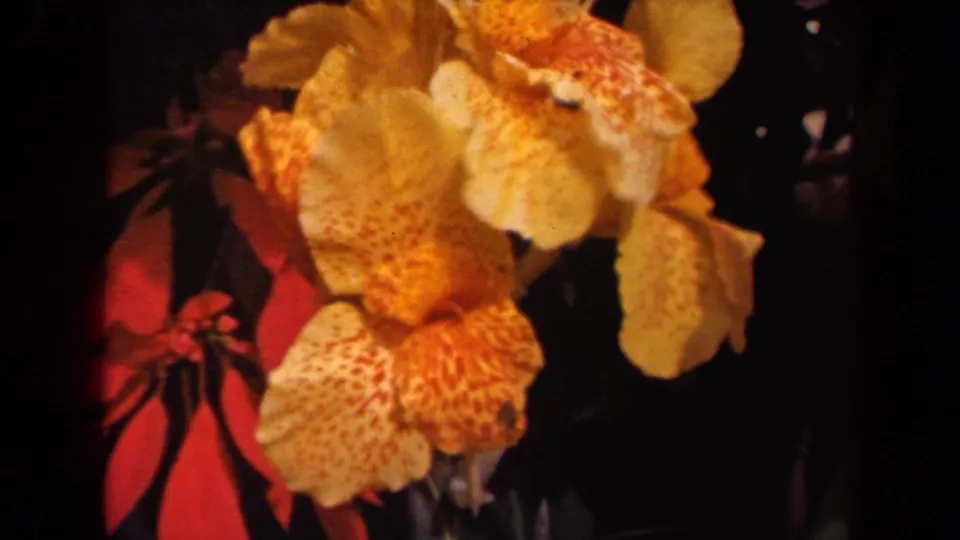 1944 Kauai home-movie frame of yellow spotted flowers and red foliage, with soft focus and visible 8mm texture.