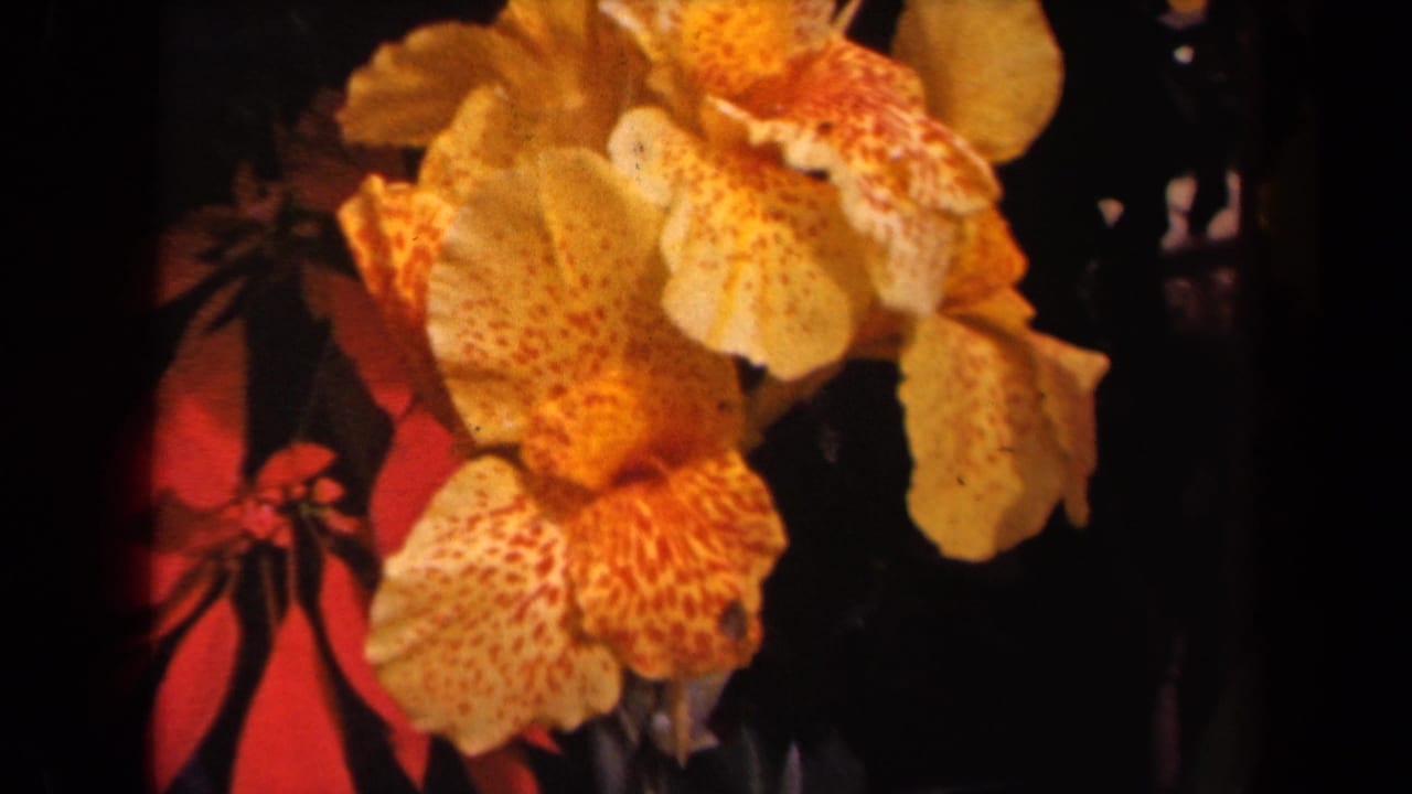 1944 Kauai home-movie frame showing yellow-orange speckled canna flowers with red petals and dark foliage behind them.
