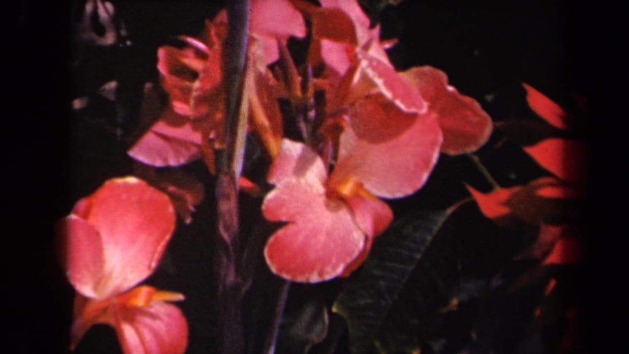 1944 Kauai home-movie frame with pink canna blossoms, upright stems, dark green leaves, and a shadowed garden background.