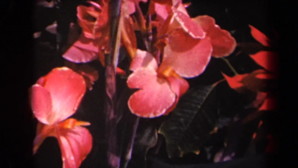 1944 Kauai 8mm frame showing pink canna flowers swaying near upright stems with deep green leaves in the background.