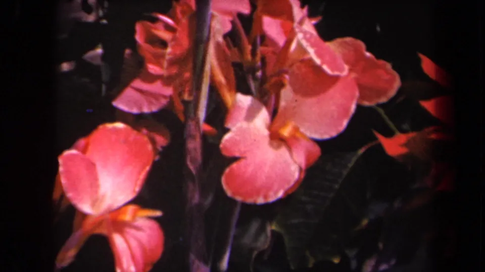 1944 Kauai home-movie frame of pink canna blossoms beside vertical stems, with red-orange petals and shadowed leaves behind.