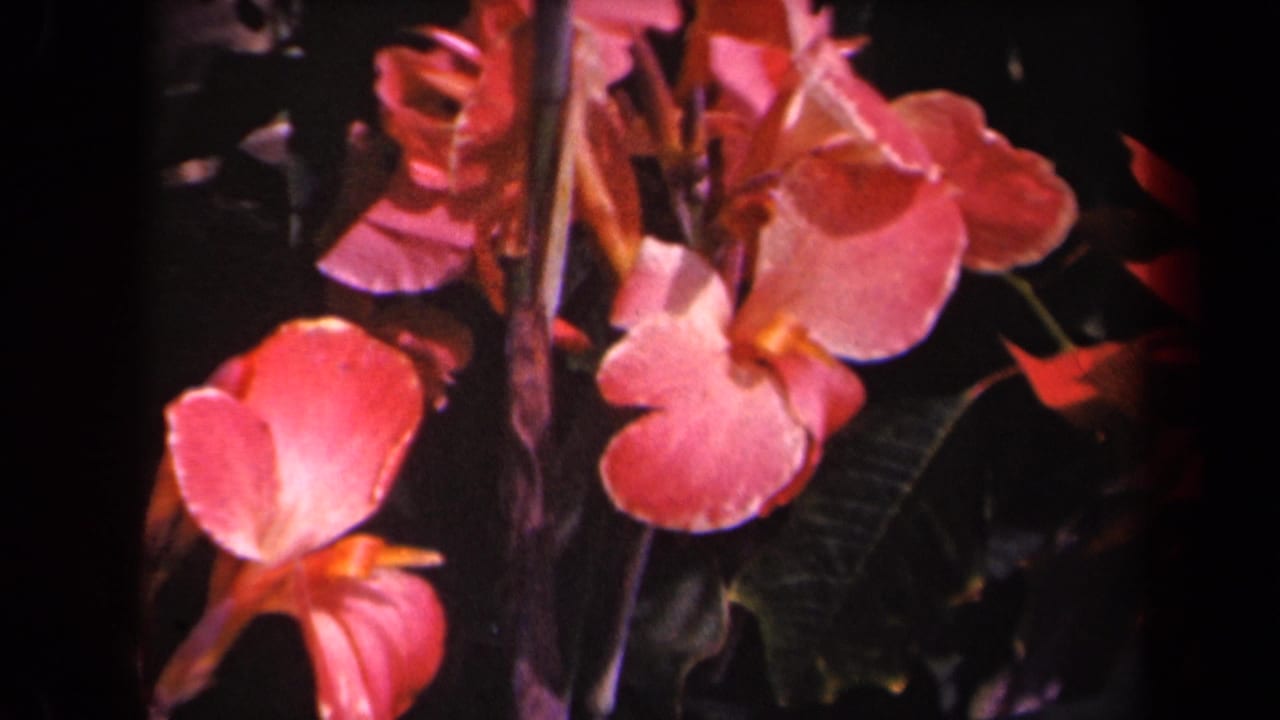 Close 8mm view of pink tropical flowers and dark foliage, from archival home-movie footage identified as Kauai, Hawaii, 1944.
