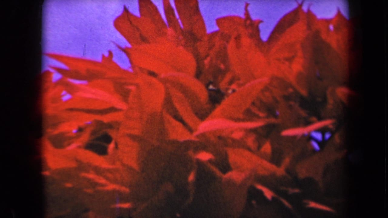 Red tropical blooms and leaves appear against blue sky in 1940s Kauai 8mm home-movie footage.