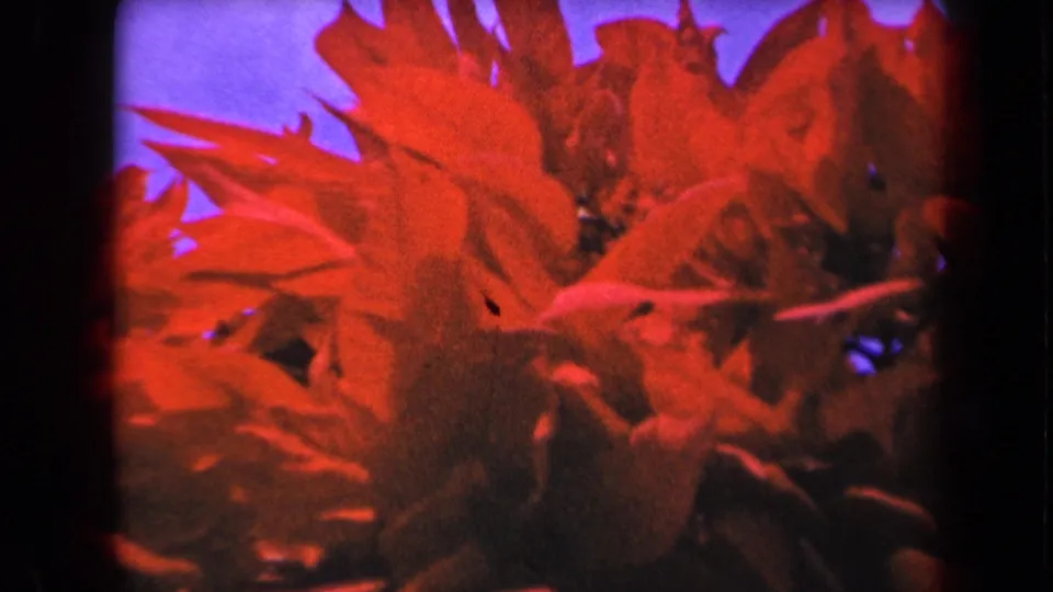 Red blooms and layered foliage fill the frame, with blue sky and 8mm film borders visible in Kauai home-movie footage.