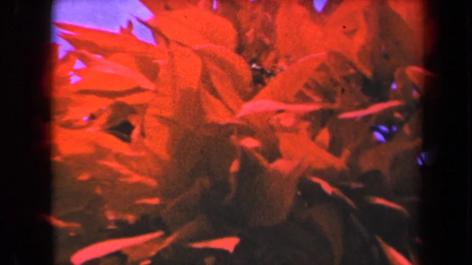 Soft 8mm frame of red tropical flowers and dark leaves, from footage described as Kauai, Hawaii, in 1944.
