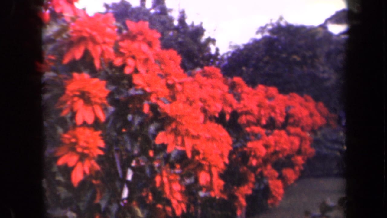 Red flower clusters in a tropical garden with dark foliage and trees behind them.