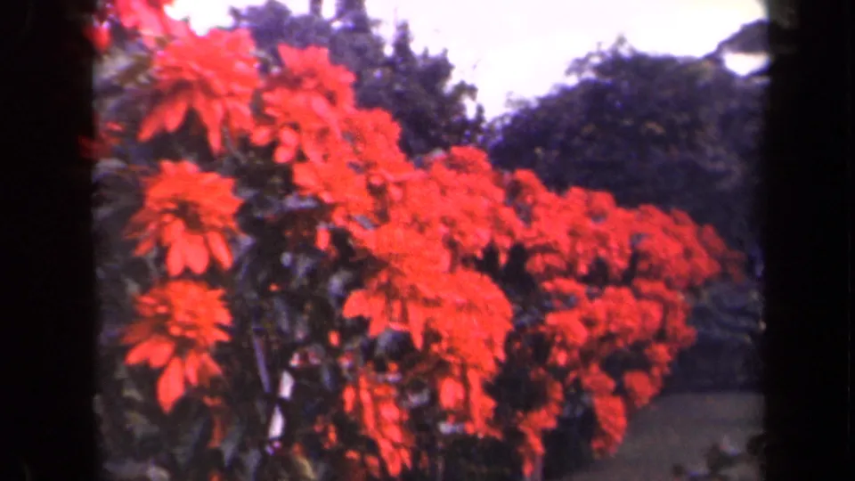 1944 Kauai home-movie frame showing saturated red blooms in a garden, with dark green foliage and trees in the background.