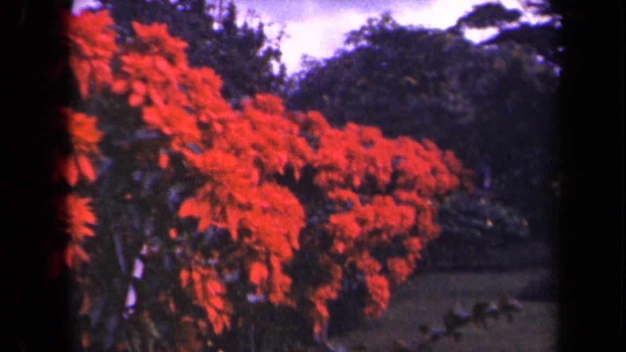 Bright red flowers stretch across a garden bed with trees and lawn in the background.
