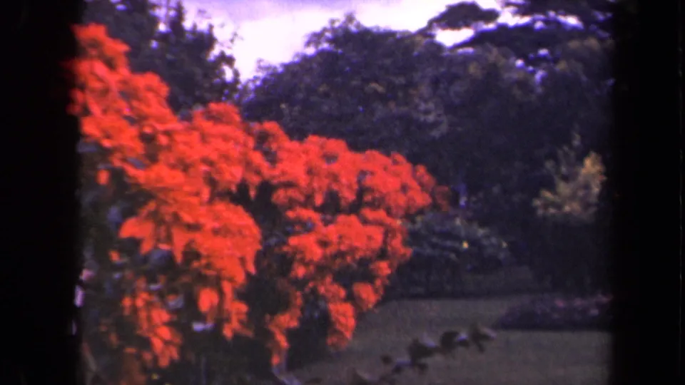 1944 Kauai home-movie frame with red flowers along the left side, backed by lawn, trees, and layered tropical planting.