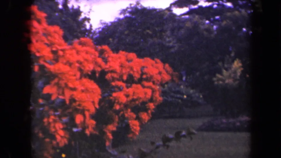 1944 Kauai 8mm frame showing clustered red garden flowers, dark trees, and lawn, with soft color and visible film texture.