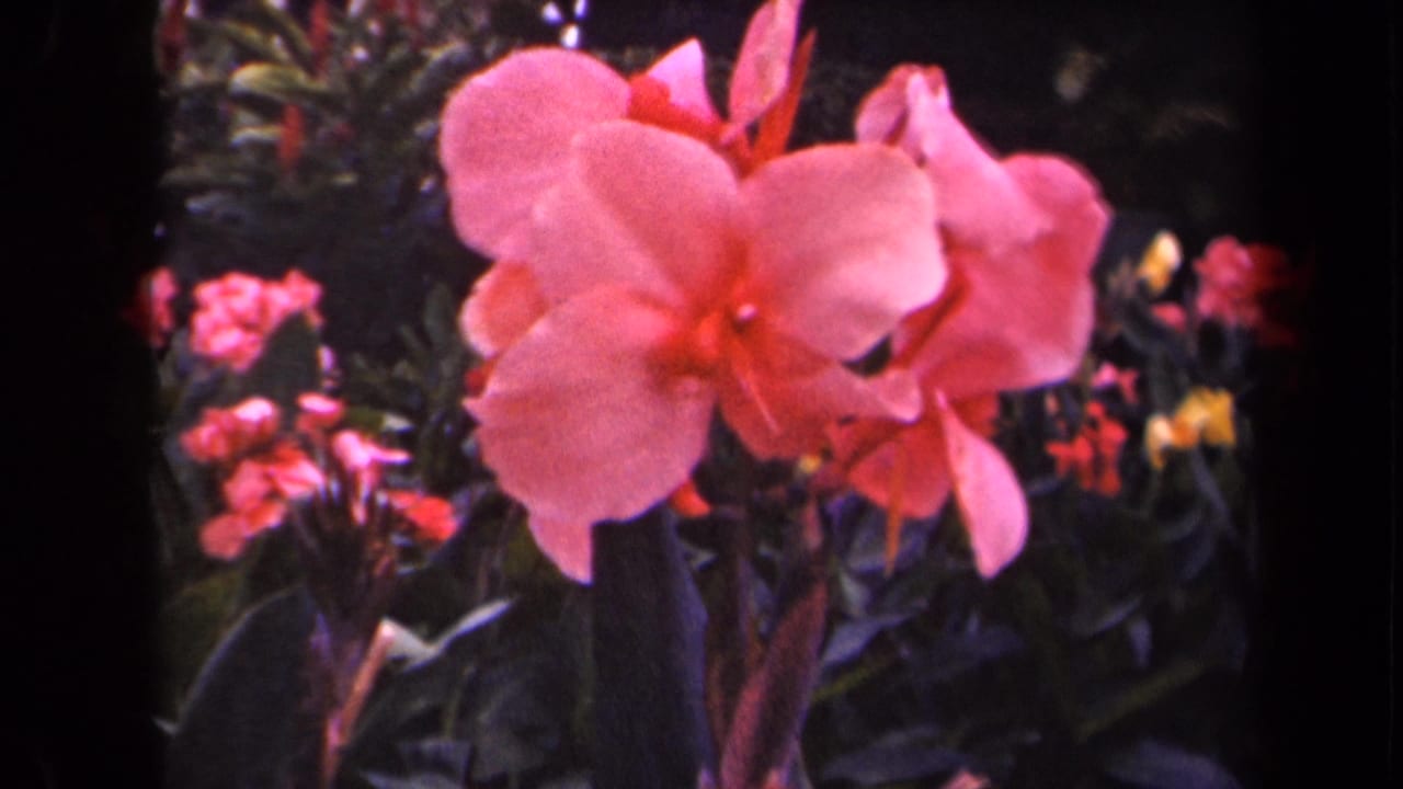 1944 Kauai 8mm frame showing a large pink canna lily against dense green leaves and scattered red and yellow flowers.