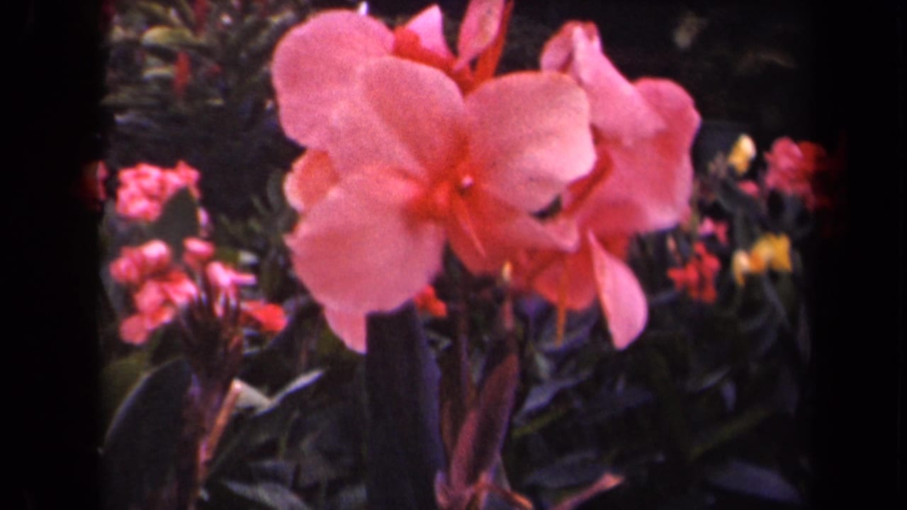 Pink canna lily close-up with leafy garden background and small red and yellow flowers.