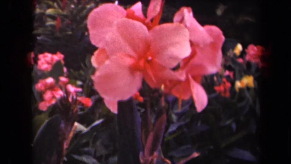 1944 Kauai home-movie still of a pink canna lily centered in a lush garden with soft-focus foliage behind it.
