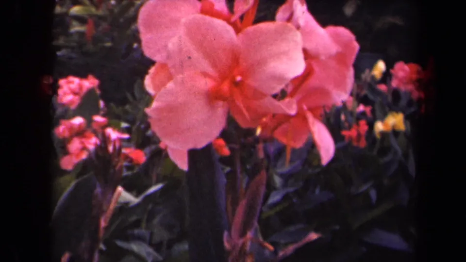 1944 Kauai 8mm garden frame with a large pink canna lily slightly left of center amid dark tropical foliage.