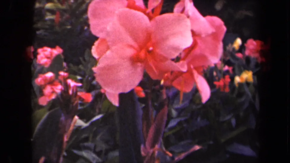 Final 1944 Kauai garden frame showing the pink canna lily and surrounding tropical foliage in saturated 8mm color.