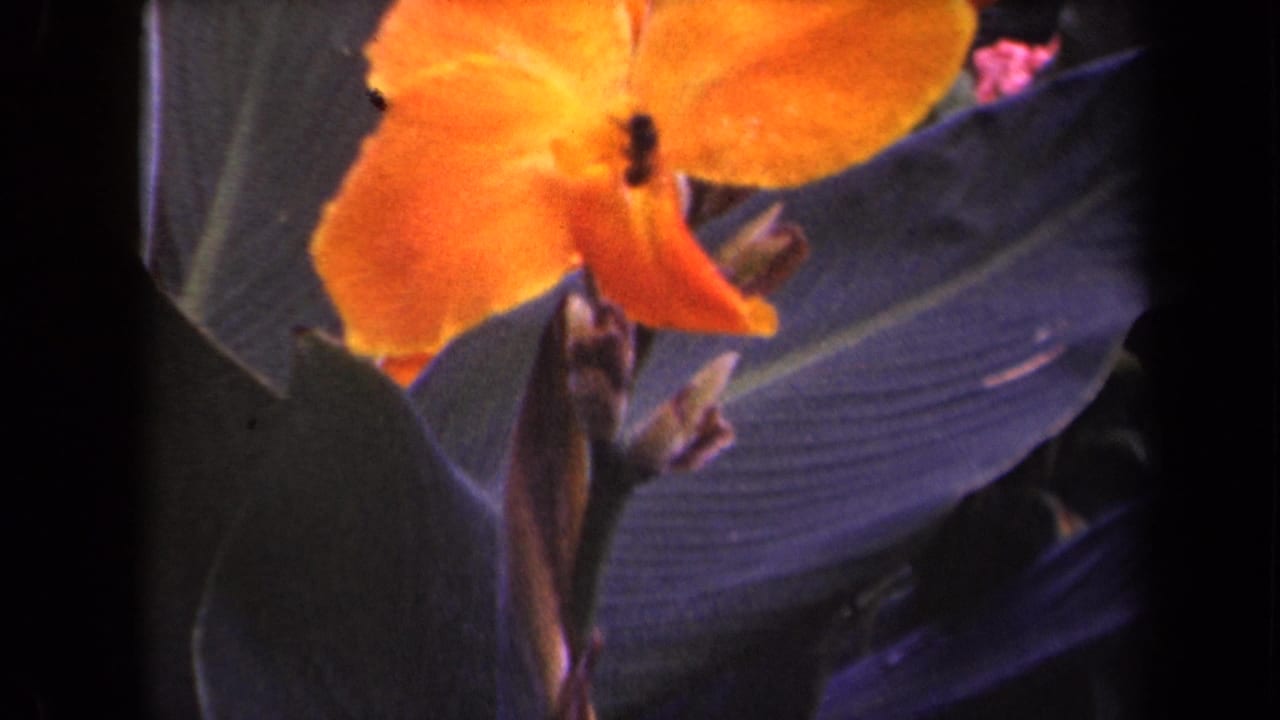 Orange tropical flower against broad dark leaves on 8mm film.