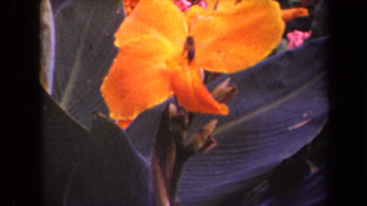 Orange garden flower and large leaves in a close 8mm view, supported by Kauai 1944 clip metadata.