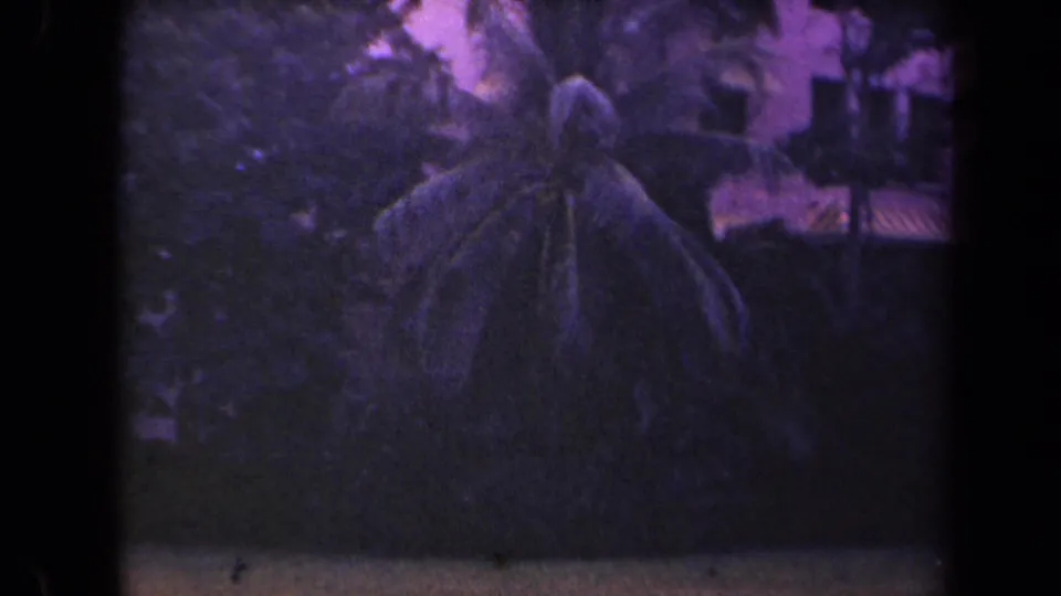 Wider garden view with palm fronds and dense foliage in purple-shifted 1944 Kauai 8mm footage.