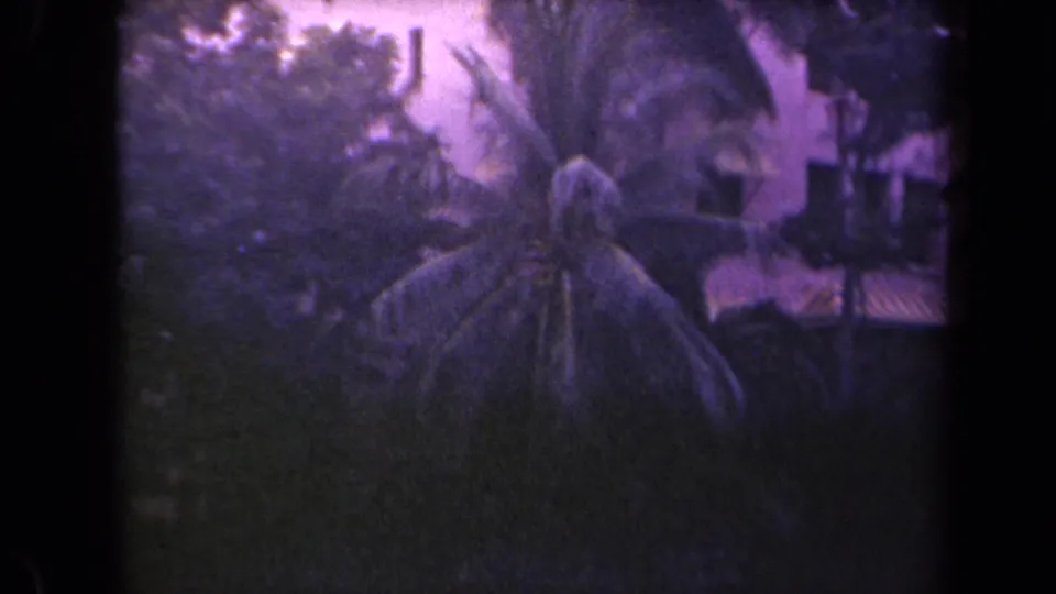 Palm and surrounding tropical foliage, likely Kauai based on clip metadata, with strong 8mm color shift.