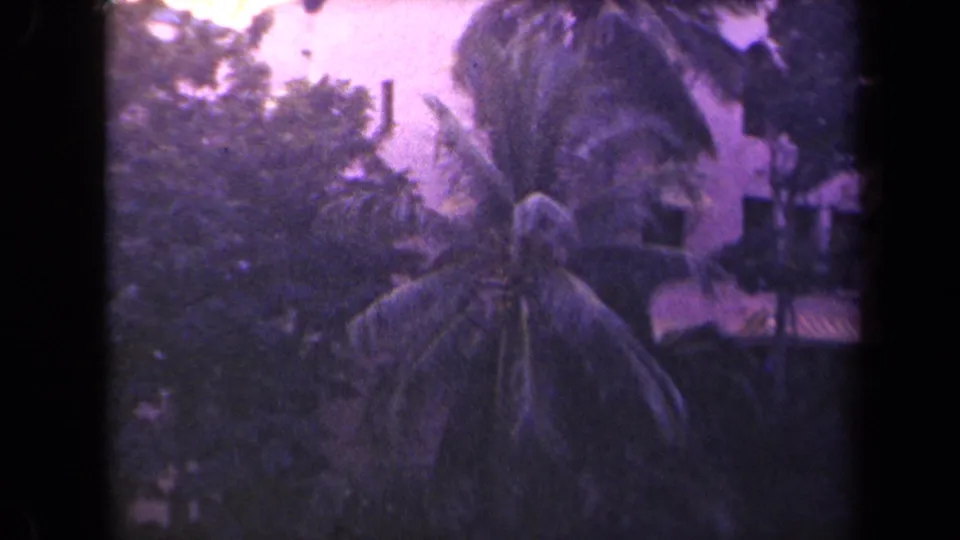 1944 Kauai 8mm frame with palm trees, dense foliage, and a pale curved-roof building in soft purple-tinted light.