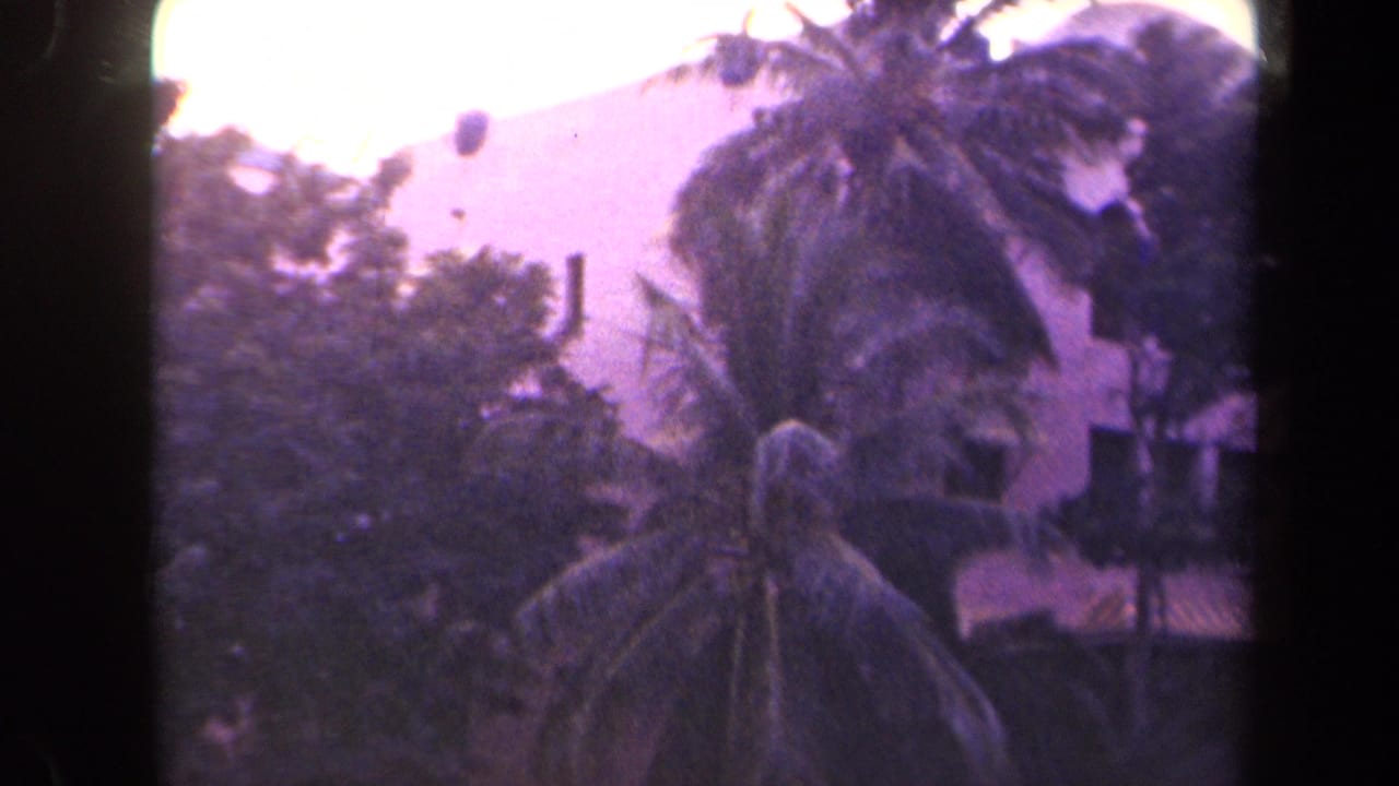 Palm fronds fill the center with a pale building and bright sky behind them.