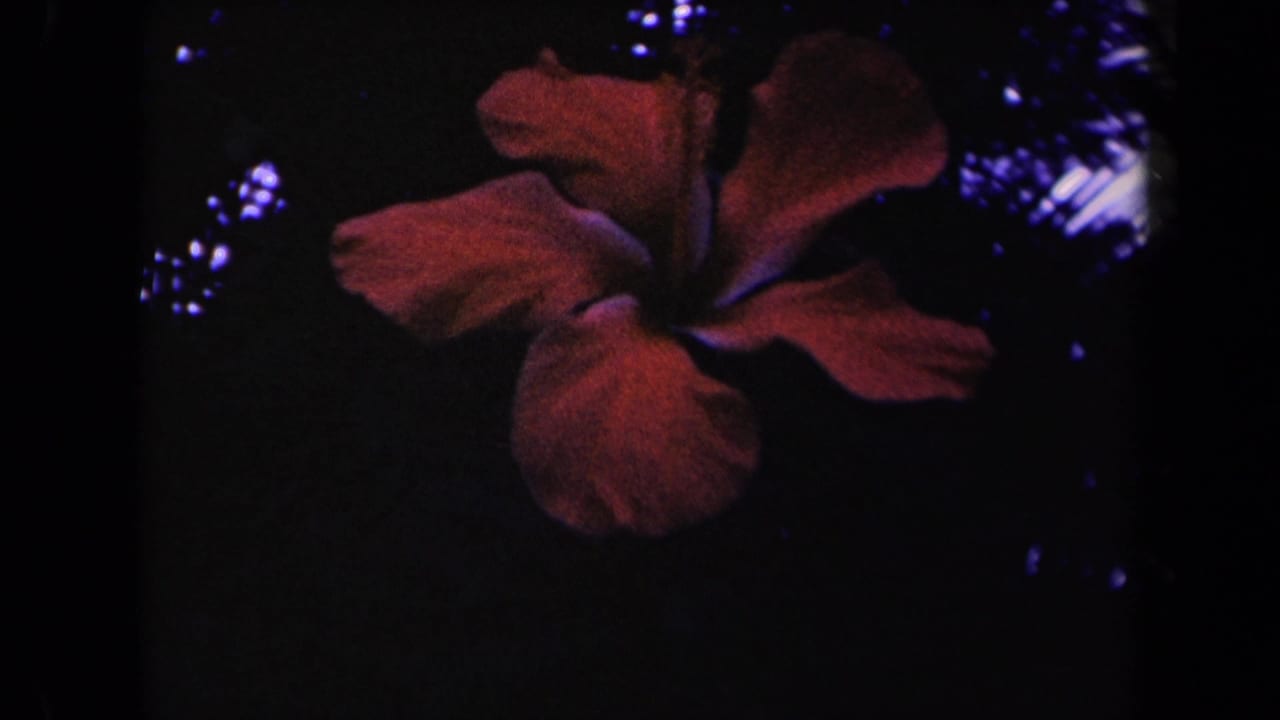Red hibiscus flower in close-up against a dark leafy background.