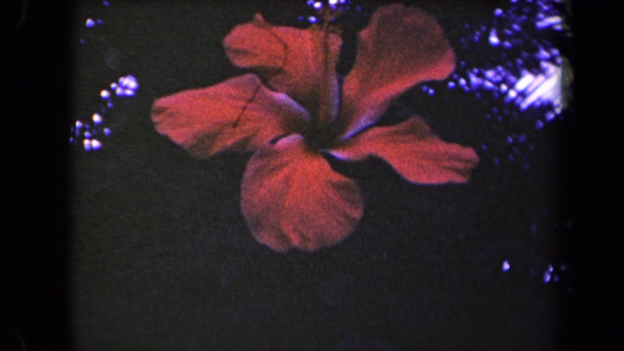 A red hibiscus remains centered in the Kauai home-movie frame, with saturated petals, dark leaves, and visible 8mm grain.