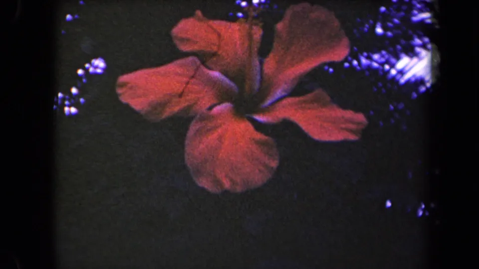 A red hibiscus remains centered in the Kauai home-movie frame, with saturated petals, dark leaves, and visible 8mm grain.
