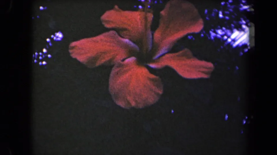 Close view of a red hibiscus in 1944 Kauai footage, softened by 8mm grain and framed against shadowed foliage.