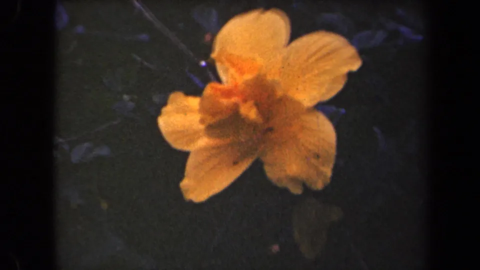 A yellow flower appears in close-up in the Kauai 8mm footage, its petals bright against dark foliage and visible film grain.